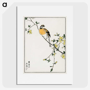 1-14_Pictorial-Monograph-of-Birds_picture