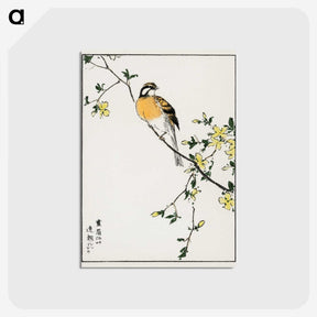 1-14_Pictorial-Monograph-of-Birds_postcard