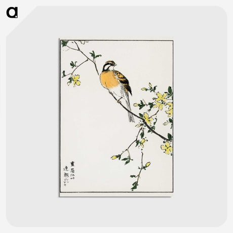1-14_Pictorial-Monograph-of-Birds_postcard