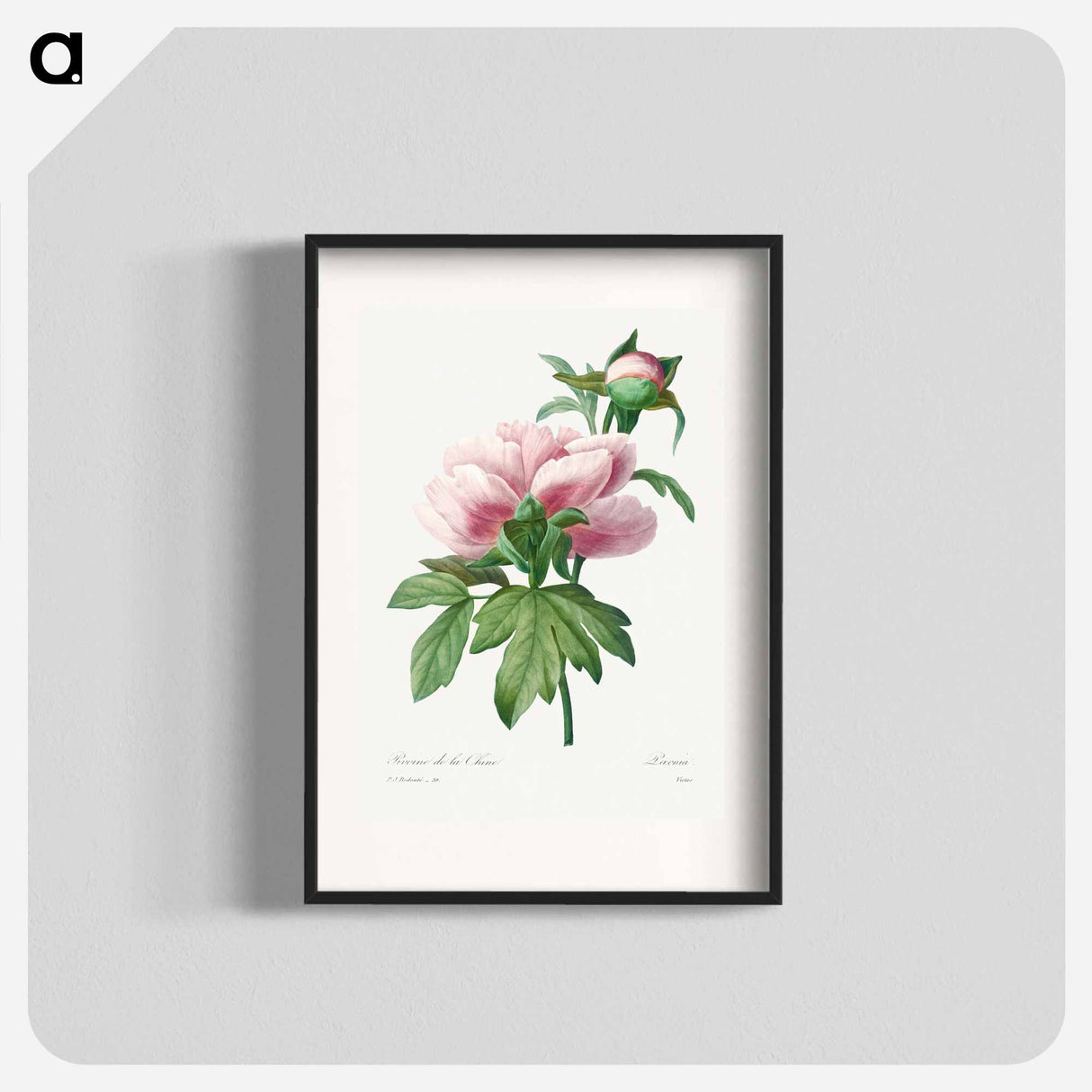 Peony - Pierre Joseph Redouté Poster.