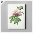 アートパネル-Peony - ピエール ジョゼフ ルドゥーテ Canvas.