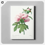 アートパネル-Peony - ピエール ジョゼフ ルドゥーテ Canvas.