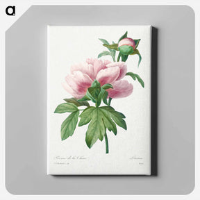 アートパネル-Peony - ピエール ジョゼフ ルドゥーテ Canvas.