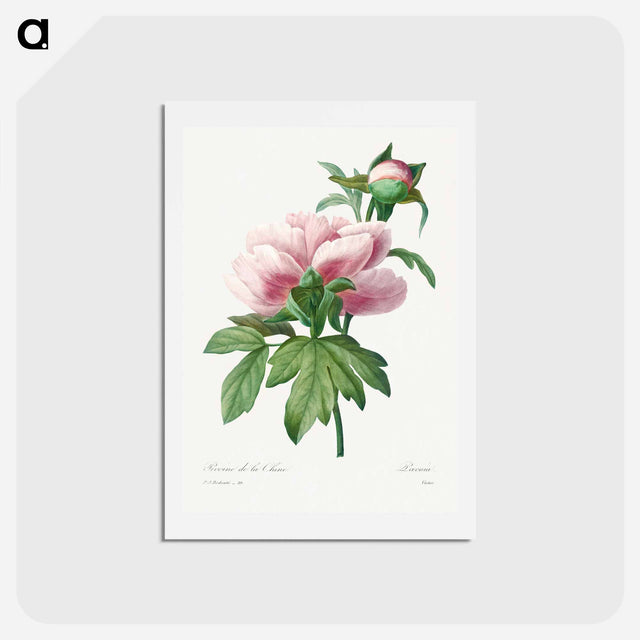 アートポストカード-Peony - ピエール ジョゼフ ルドゥーテ Postcard.