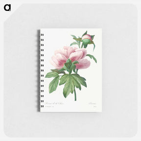アートメモ帳-Peony - ピエール ジョゼフ ルドゥーテ Memo.