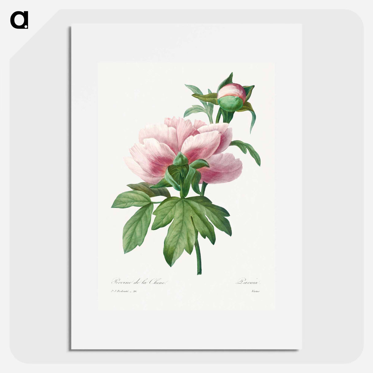 Peony - Pierre Joseph Redouté Poster.