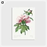 アートポストカード-Peony - ピエール ジョゼフ ルドゥーテ Postcard.