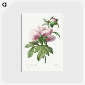1-14_Pierre-Joseph-Redoute_postcard