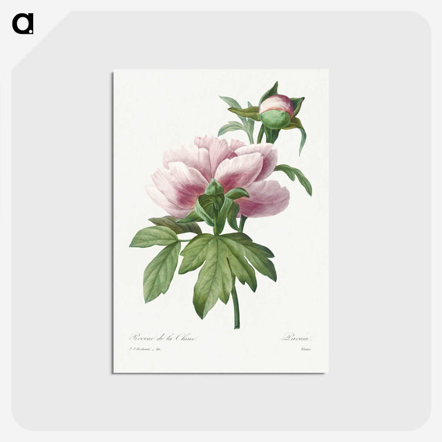 1-14_Pierre-Joseph-Redoute_postcard
