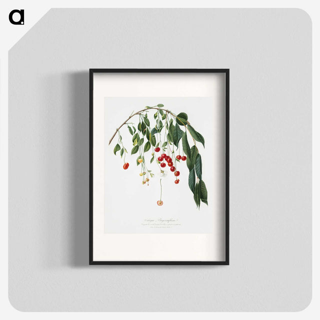 1-14_Pomona-Italiana_blk