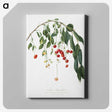 1-14_Pomona-Italiana_canvas