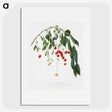 1-14_Pomona-Italiana_picture