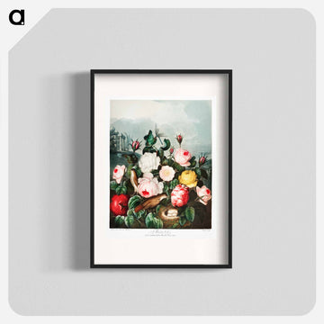Roses from The Temple of Flora
 - ロバート ジョン ソーントン Poster.