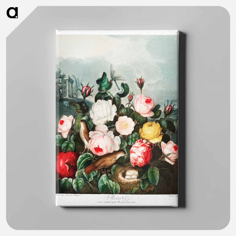アートパネル-Roses from The Temple of Flora
 - ロバート ジョン ソーントン Canvas.