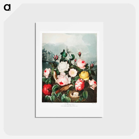 アートポストカード-Roses from The Temple of Flora
 - ロバート ジョン ソーントン Postcard.