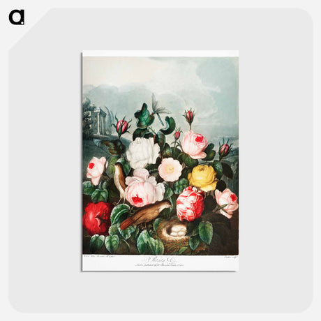 アートポストカード-Roses from The Temple of Flora
 - ロバート ジョン ソーントン Postcard.