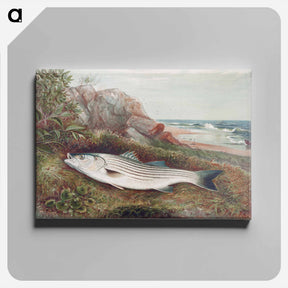 アートパネル-Striped Bonito
 - サミュエル キルボーン Canvas.