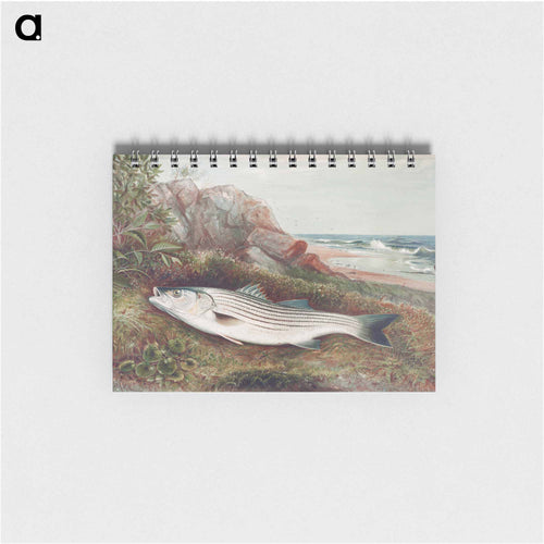 Striped Bonito
 - サミュエル キルボーン Memo.