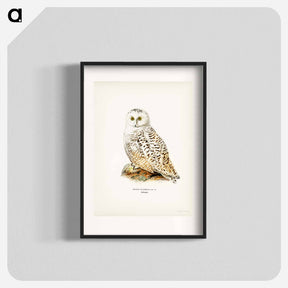 アートポスター-Snowy Owl
 - スヴェンスカ フォグラル Poster.