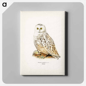 アートパネル-Snowy Owl
 - スヴェンスカ フォグラル Canvas.