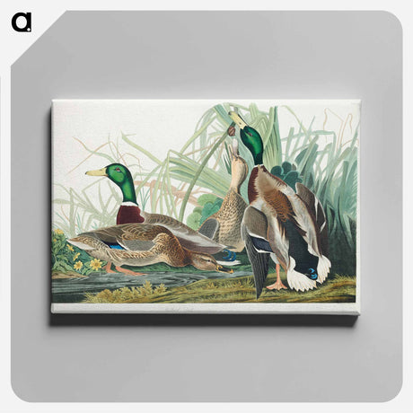 アートパネル-Mallard Duck from Birds of America
 - アメリカの鳥たち Canvas.