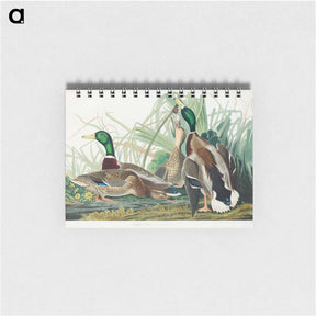 アートメモ帳-Mallard Duck from Birds of America
 - アメリカの鳥たち Memo.