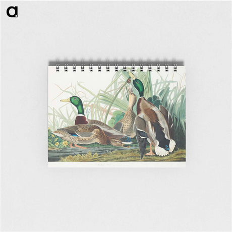 アートメモ帳-Mallard Duck from Birds of America
 - アメリカの鳥たち Memo.