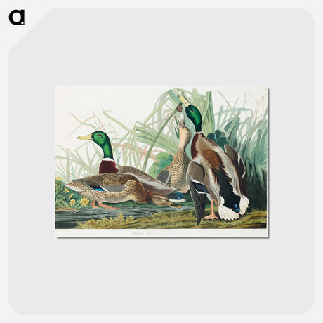 アートポストカード-Mallard Duck from Birds of America
 - アメリカの鳥たち Postcard.