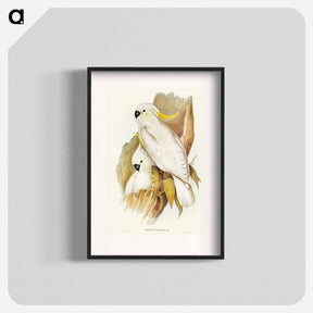 アートポスター-Crested Cockatoo
 - オーストラリアの鳥 Poster.