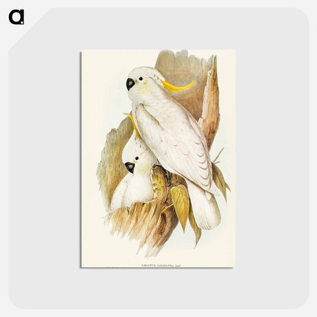 アートポストカード-Crested Cockatoo
 - オーストラリアの鳥 Postcard.