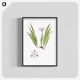 1-14_The-Genus-Iris_blk-crop