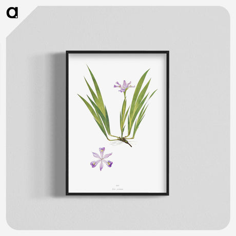 1-14_The-Genus-Iris_blk-crop