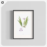 1-14_The-Genus-Iris_blk