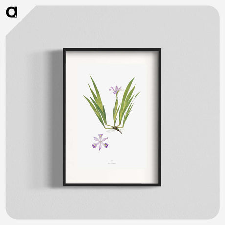 1-14_The-Genus-Iris_blk