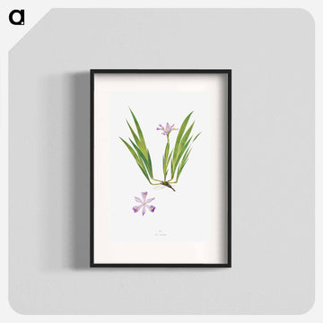 Iris Cristata
 - アヤメ属 Poster.