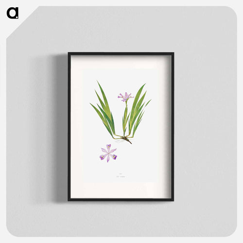 Iris Cristata
 - アヤメ属 Poster.