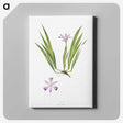 1-14_The-Genus-Iris_canvas