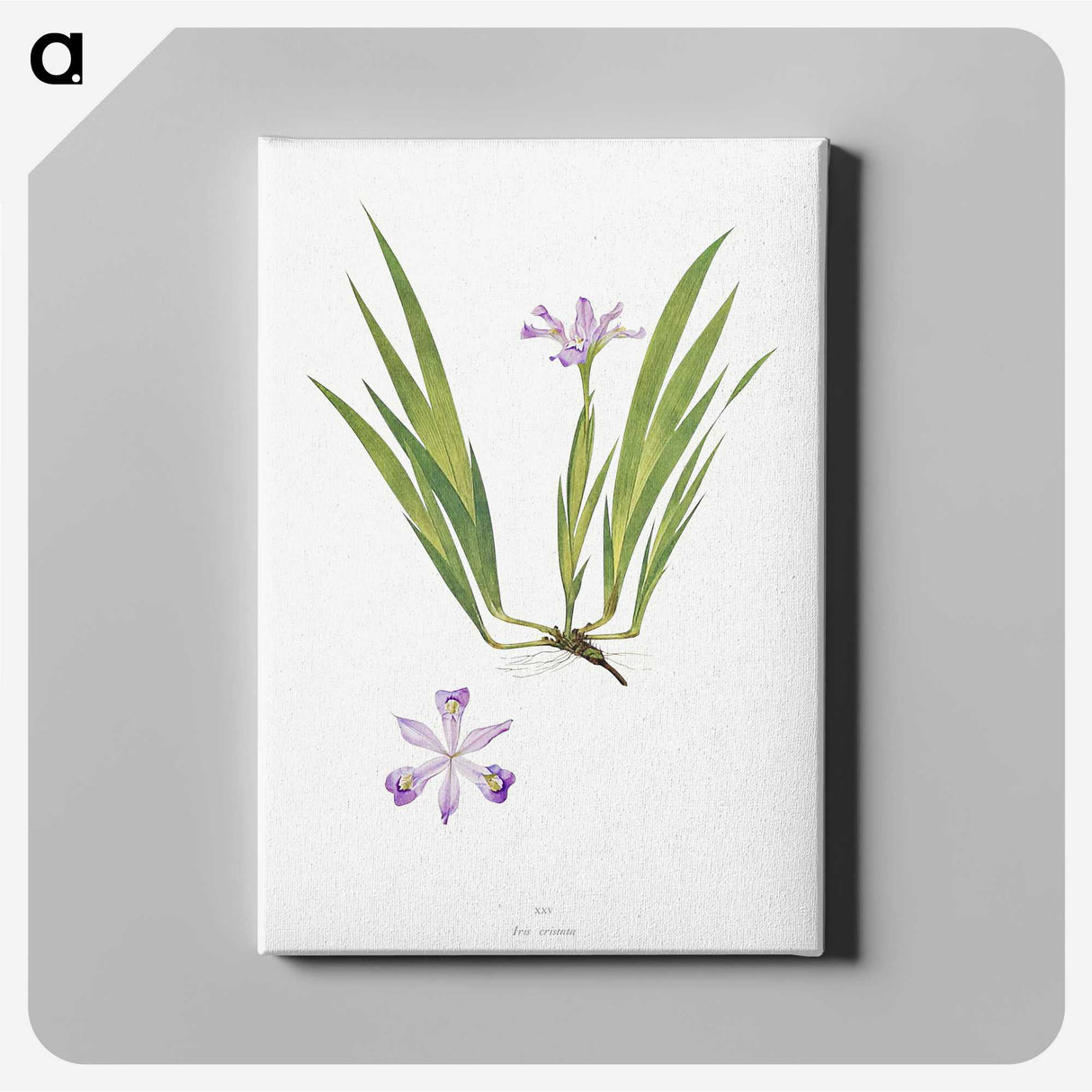 1-14_The-Genus-Iris_canvas
