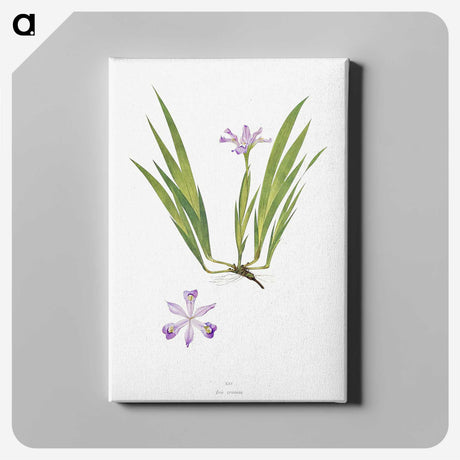 1-14_The-Genus-Iris_canvas