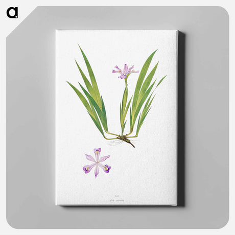 アートパネル-Iris Cristata
 - アヤメ属 Canvas.