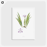 1-14_The-Genus-Iris_hagaki