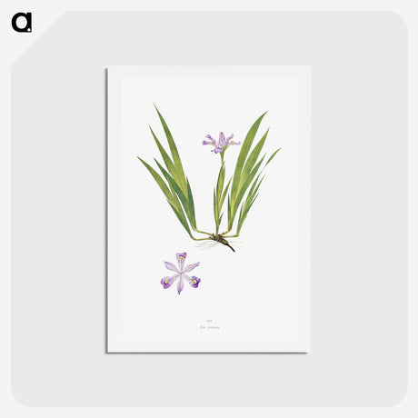 1-14_The-Genus-Iris_hagaki