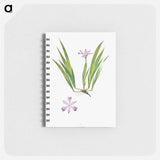 アートメモ帳-Iris Cristata
 - アヤメ属 Memo.