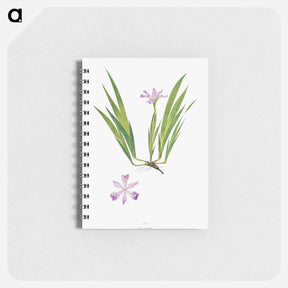 アートメモ帳-Iris Cristata
 - アヤメ属 Memo.