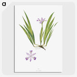 1-14_The-Genus-Iris_picture-crop