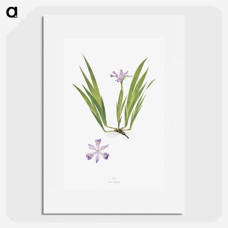1-14_The-Genus-Iris_picture