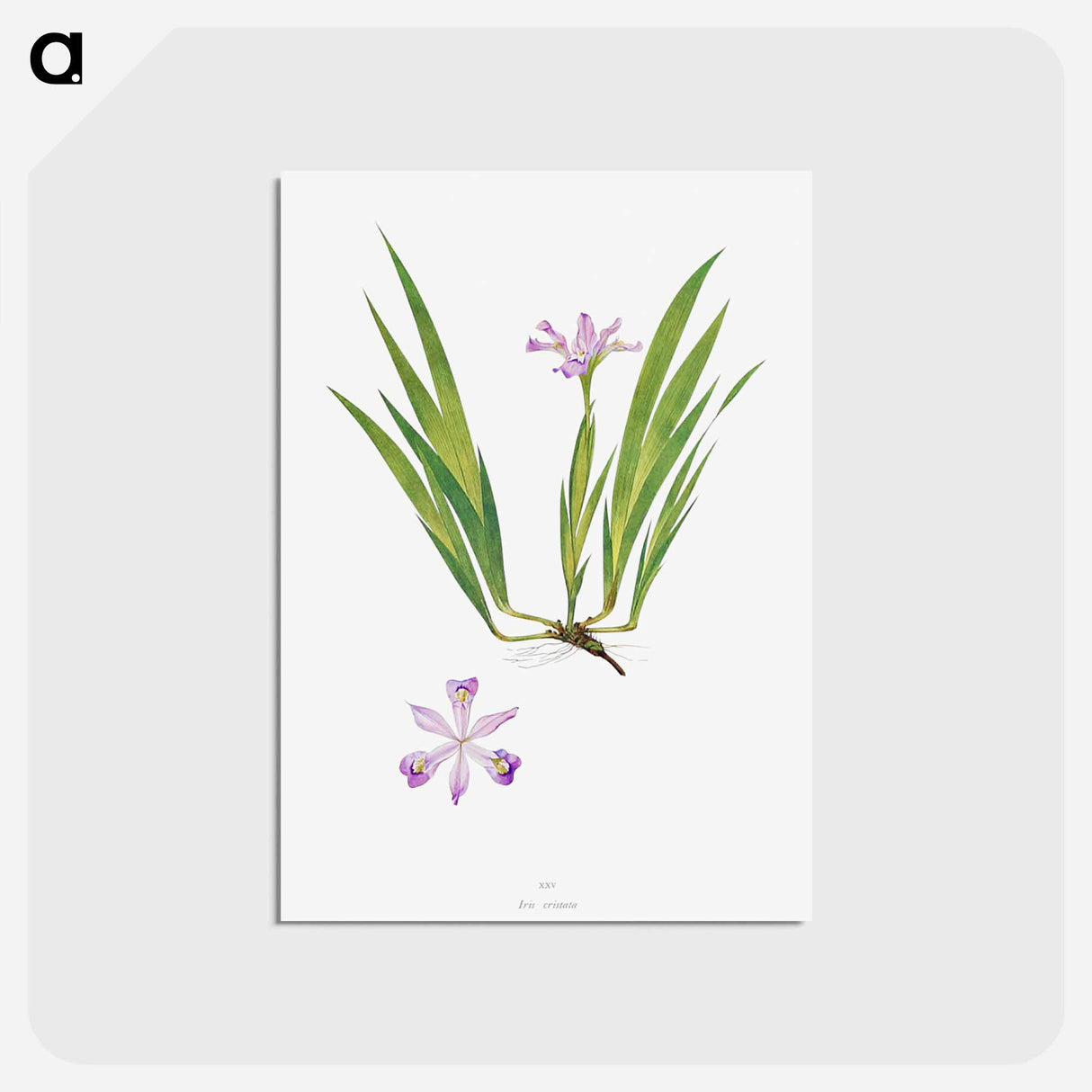 アートポストカード-Iris Cristata
 - アヤメ属 Postcard.