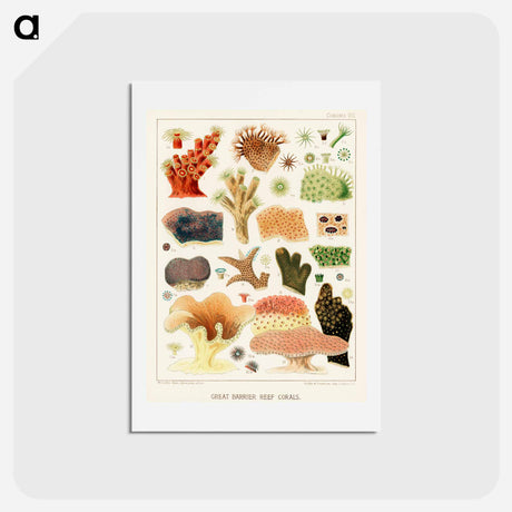 アートポストカード-Great Barrier Reef Corals - オーストラリアのグレートバリアリーフ Postcard.