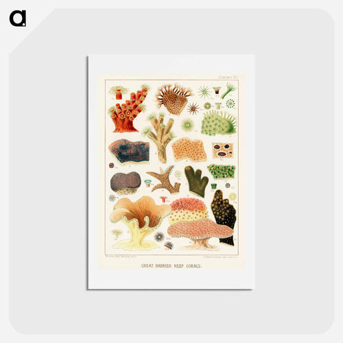 Great Barrier Reef Corals - オーストラリアのグレートバリアリーフ Postcard.