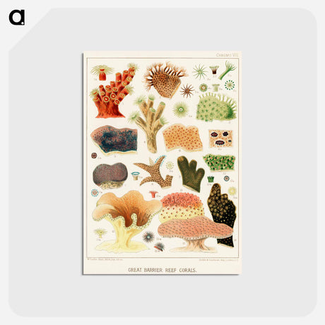 アートポストカード-Great Barrier Reef Corals - オーストラリアのグレートバリアリーフ Postcard.